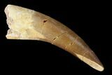 Fossil Plesiosaur (Zarafasaura) Tooth - Morocco #160578-1